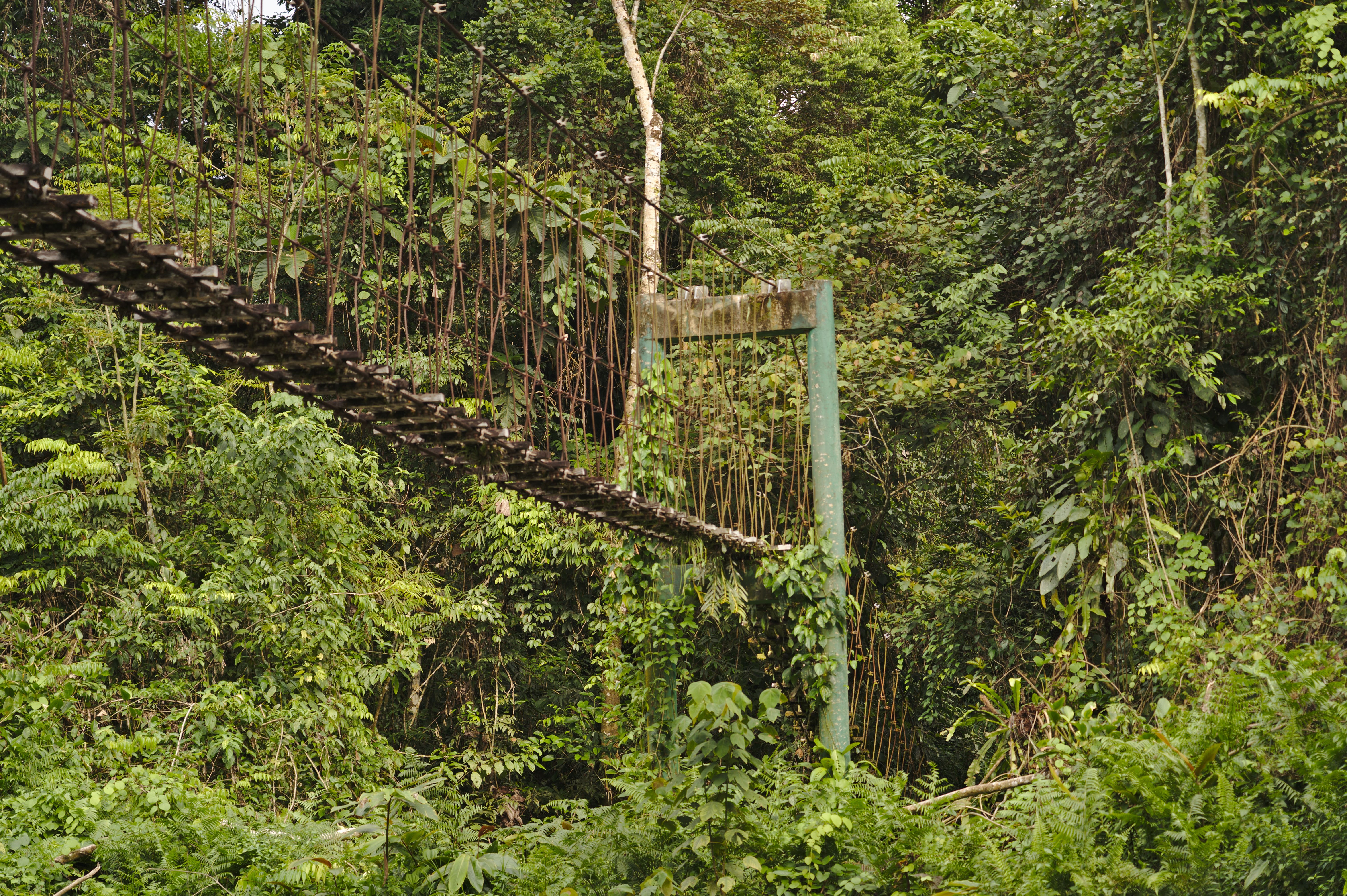 Rustic wooden footbridge stretches over a lush, green forest, creating a serene nature scene.