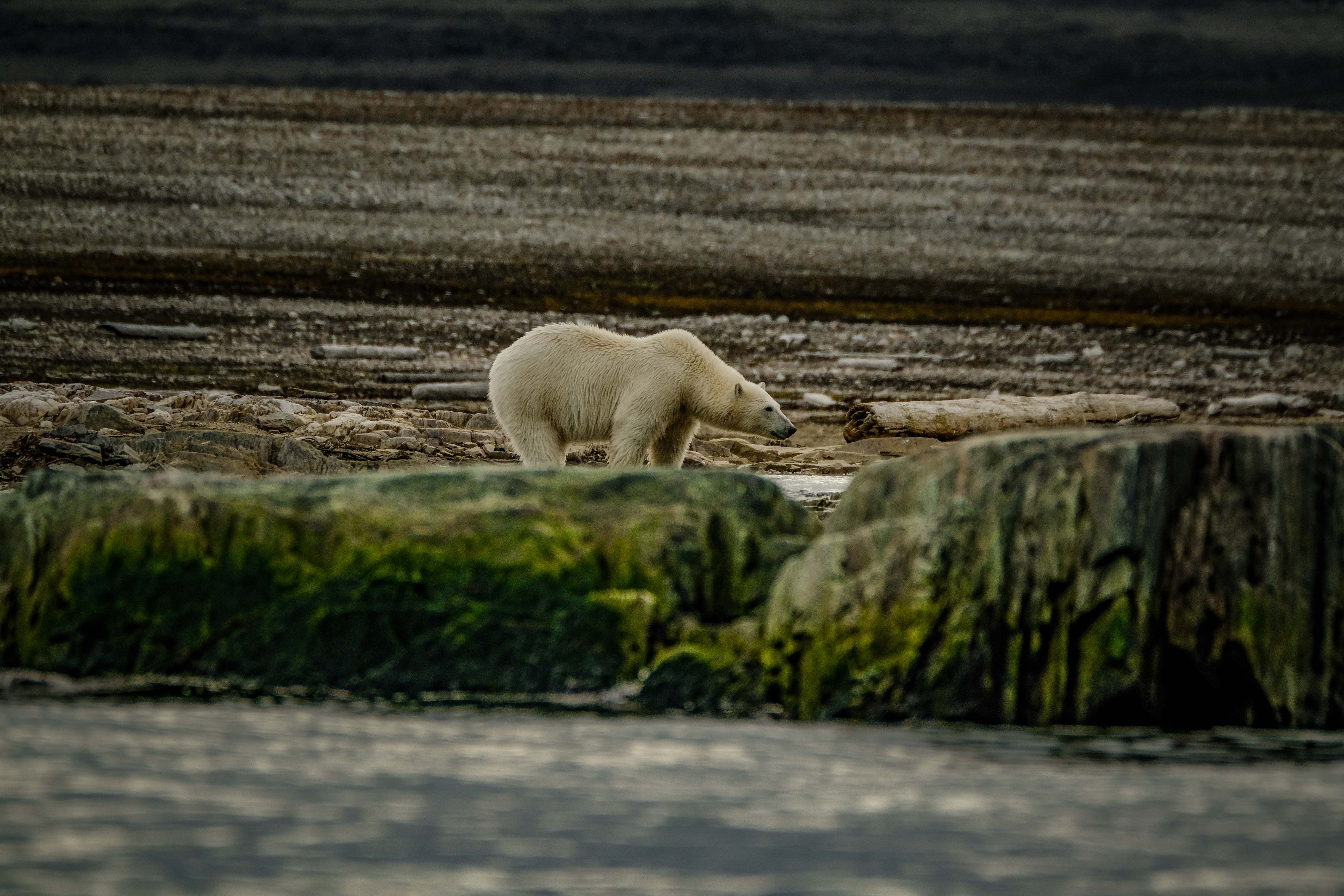 A polar bear walking on a rocky Arctic shoreline, highlighting its natural habitat.