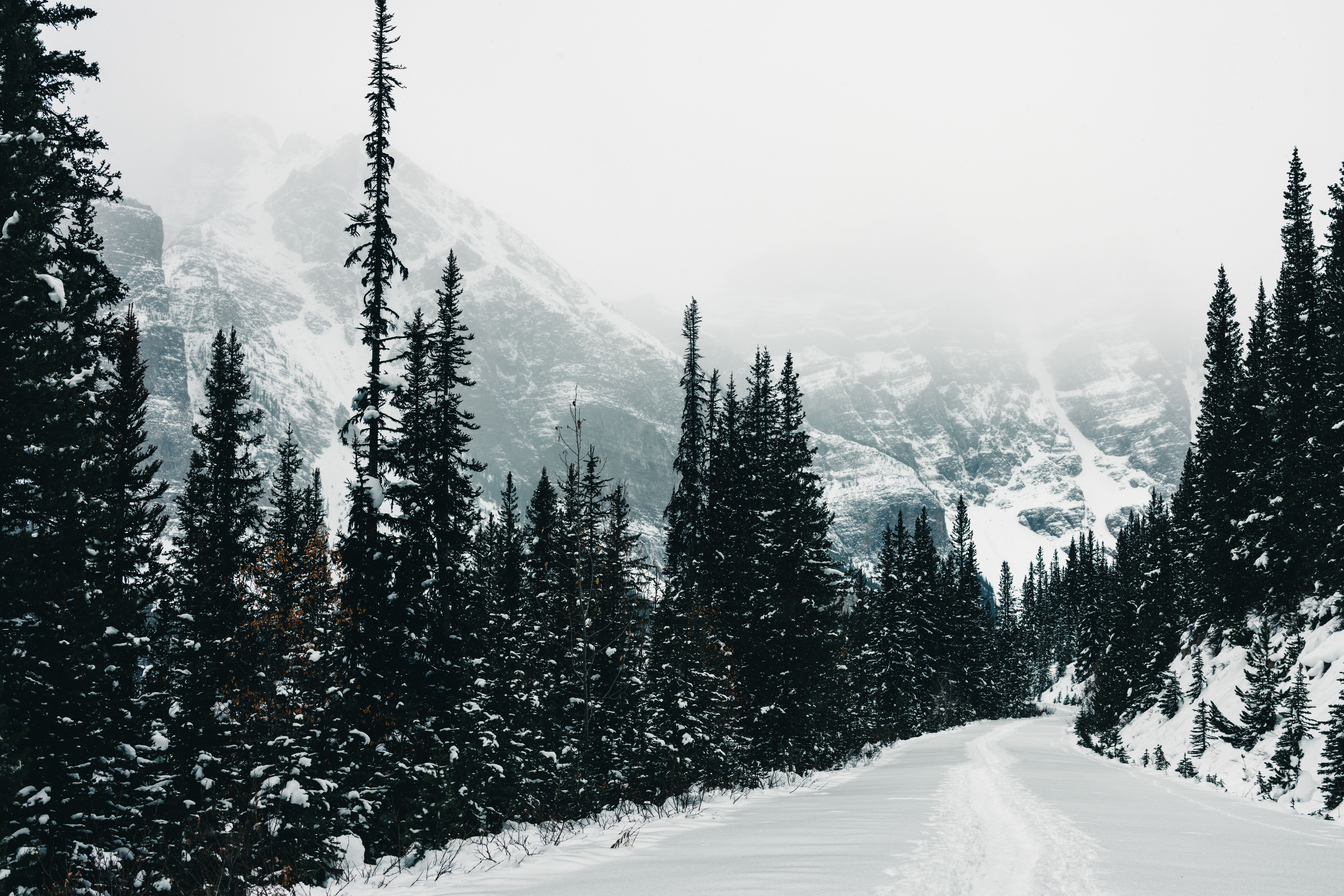 Serene winter view of snow-covered road and conifer trees in Banff National Park.
