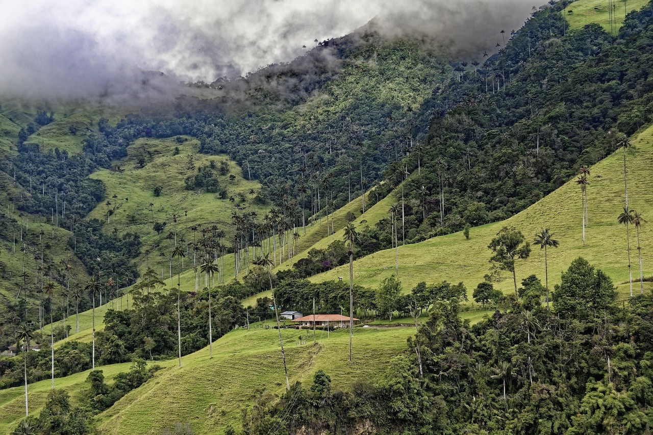 colombia, el bosque de palmas, palm trees, cocora valley, forest, valley, mountains, wax palm trees, valle del cocora, t