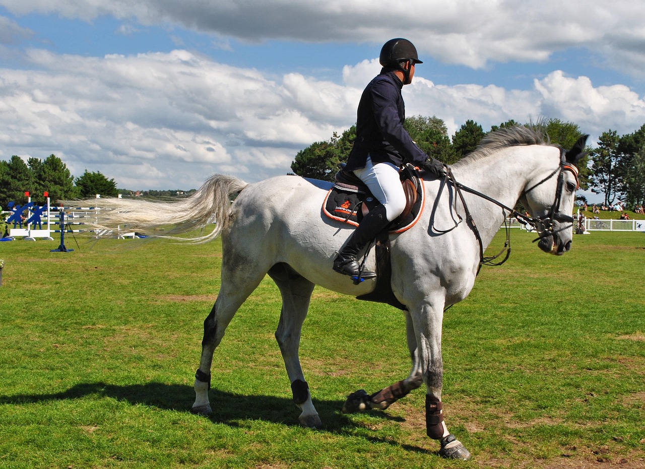 horses, riders, horse racing, competitions, france, horse, stroll, ipodrom, nature, weekend, on horseback, tourism, ride