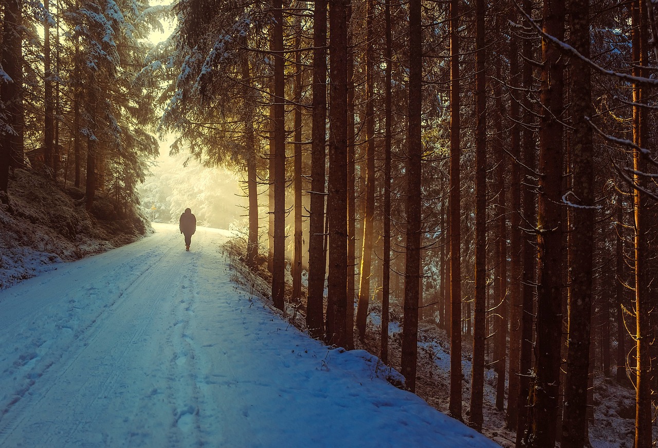 winter, snow, person, walk, walking, trees, forest, woods, woodlands, trunks, tree trunks, undergrowth, snowy, snow cove