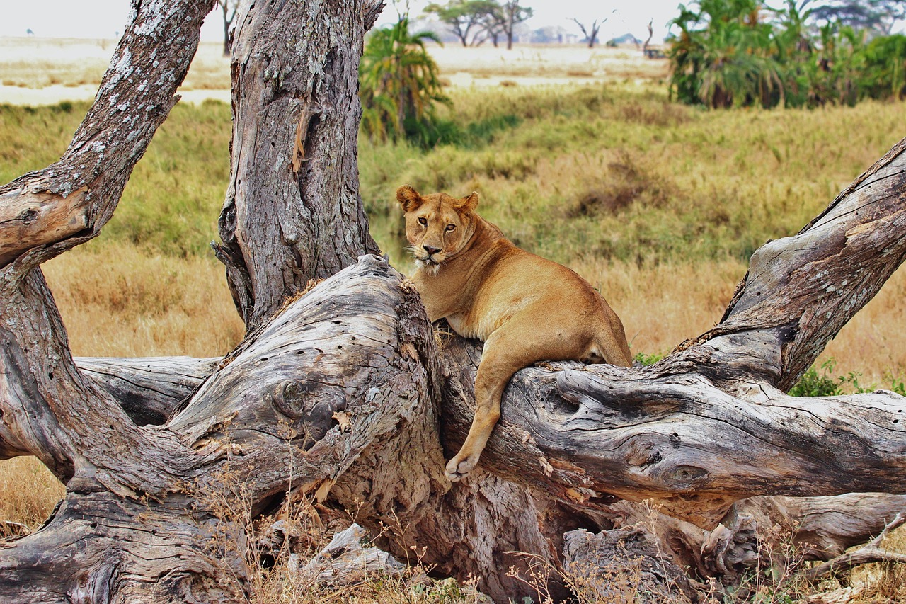 lion, nature, tanzania, safari, serengeti, africa, animal, female, carnivore, brown lion