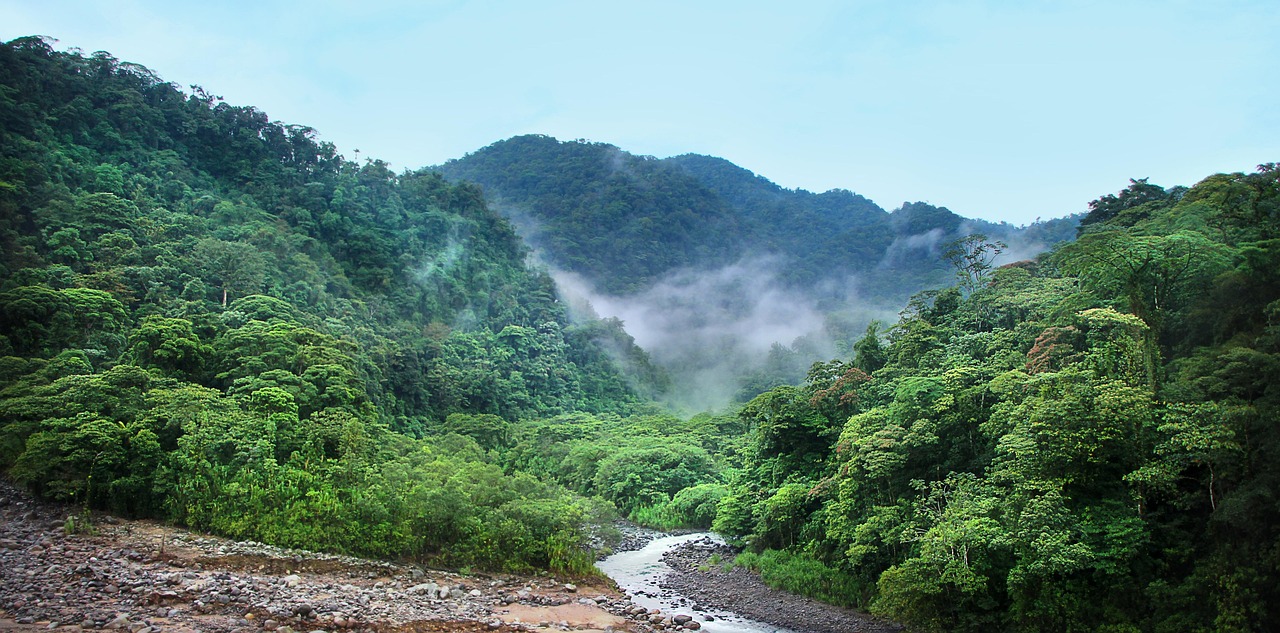 jungle, fog, trees, green, rainforest, tropical, nature, tropics, thicket, plants, central america, costa, rica, jungle,