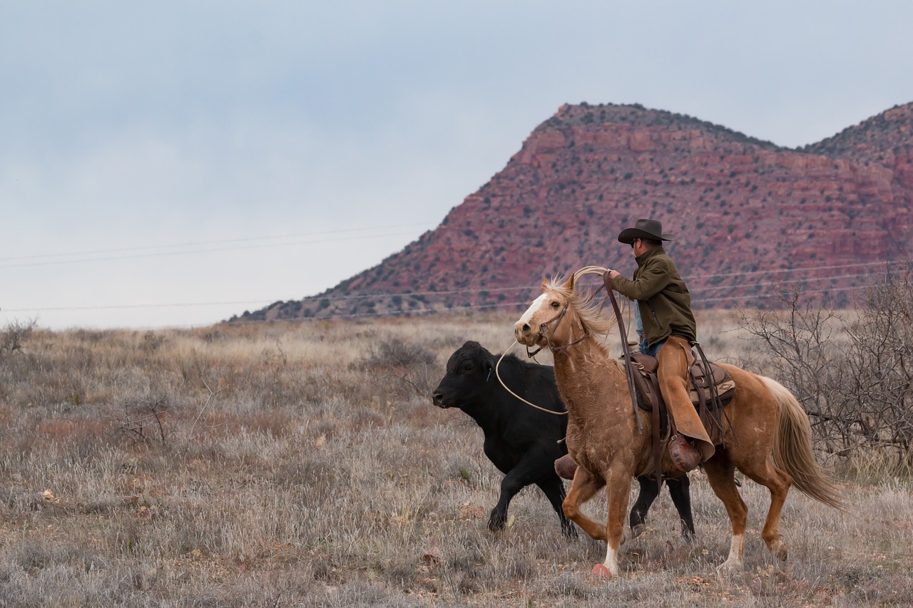 cowboy, horse, western, riding, horseback, nature, steer, rider