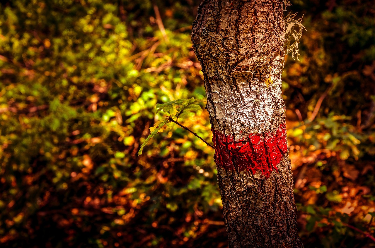 marker, tree, oak, red and white paint, tree trunk, bark, pole, route, nature