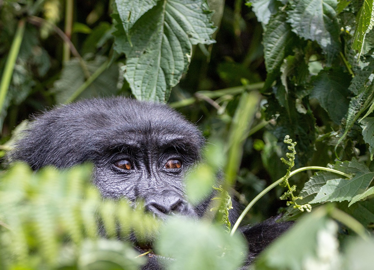 gorilla, animal, jungle, primate, wildlife, forest, safari, bwindi, hidden, uganda, nature, rainforest, gorilla, gorilla