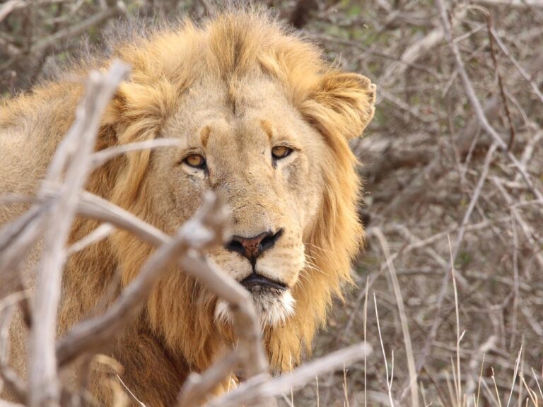 South Africa Adventure Guide: Safaris and the Coast – What You Need to Know Before You Go
