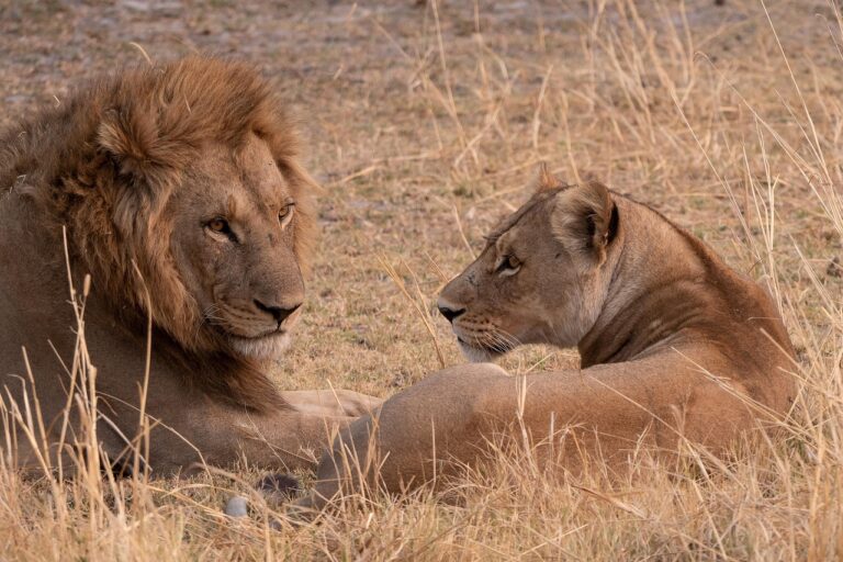 Best Safari Destinations in Africa for First Timers: A Practical Guide