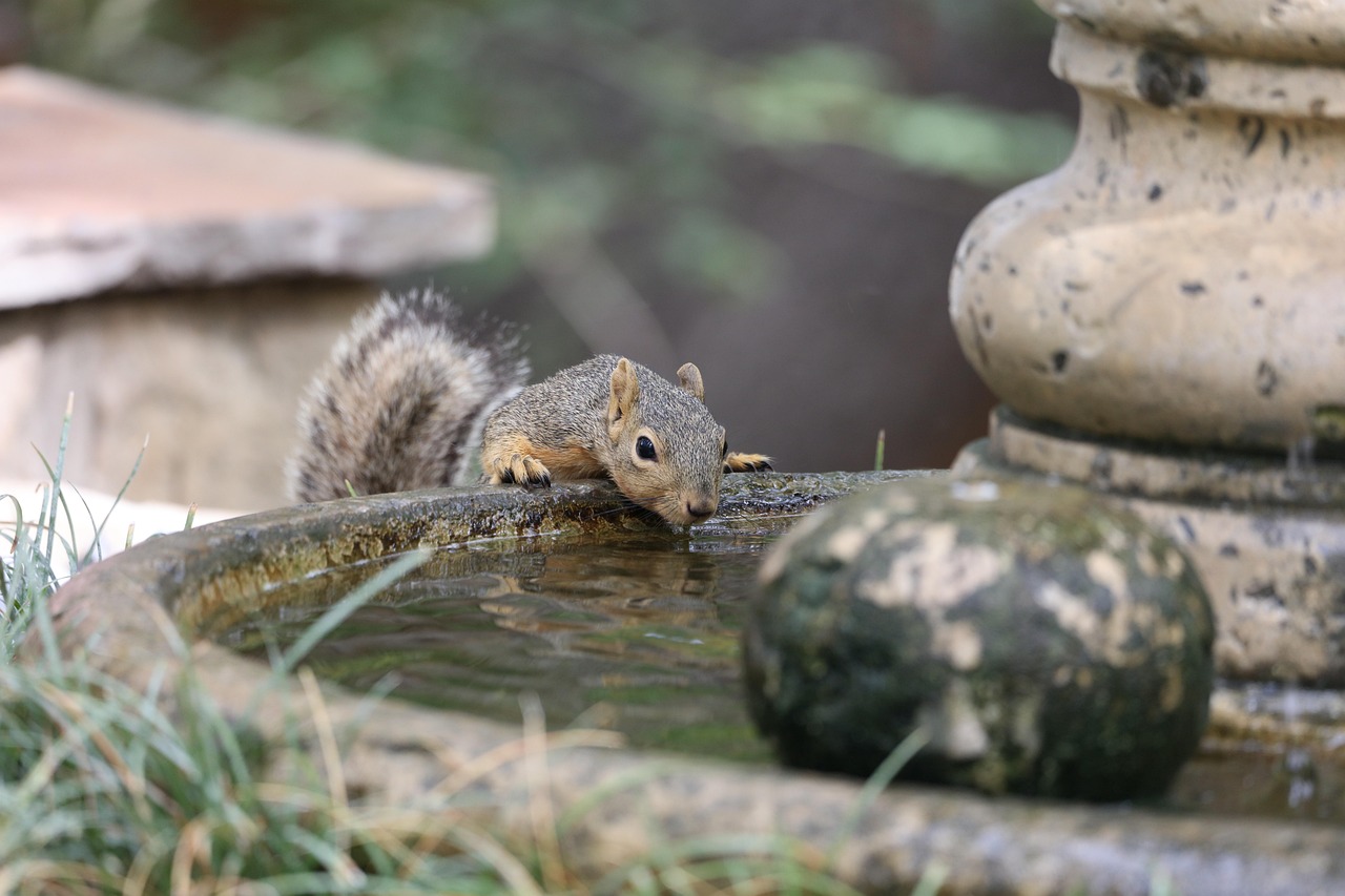 squirrel, rodent, drinking, fountain, backyard, animal, gray squirrel, wildlife, nature, squirrel, squirrel, squirrel, s
