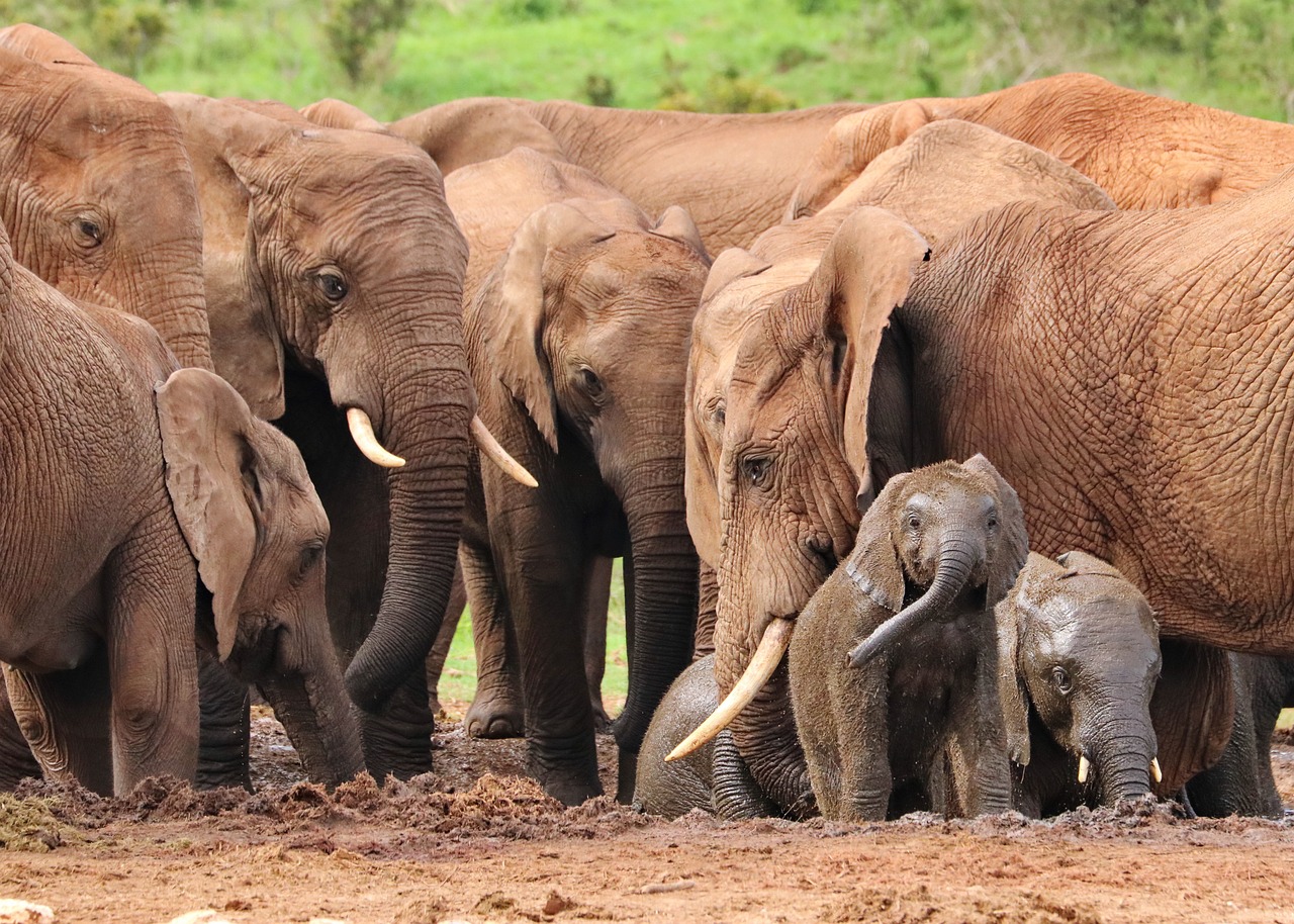 elephant, herd, watering hole, wild life, elephant, elephant, elephant, elephant, elephant, wild life, wild life