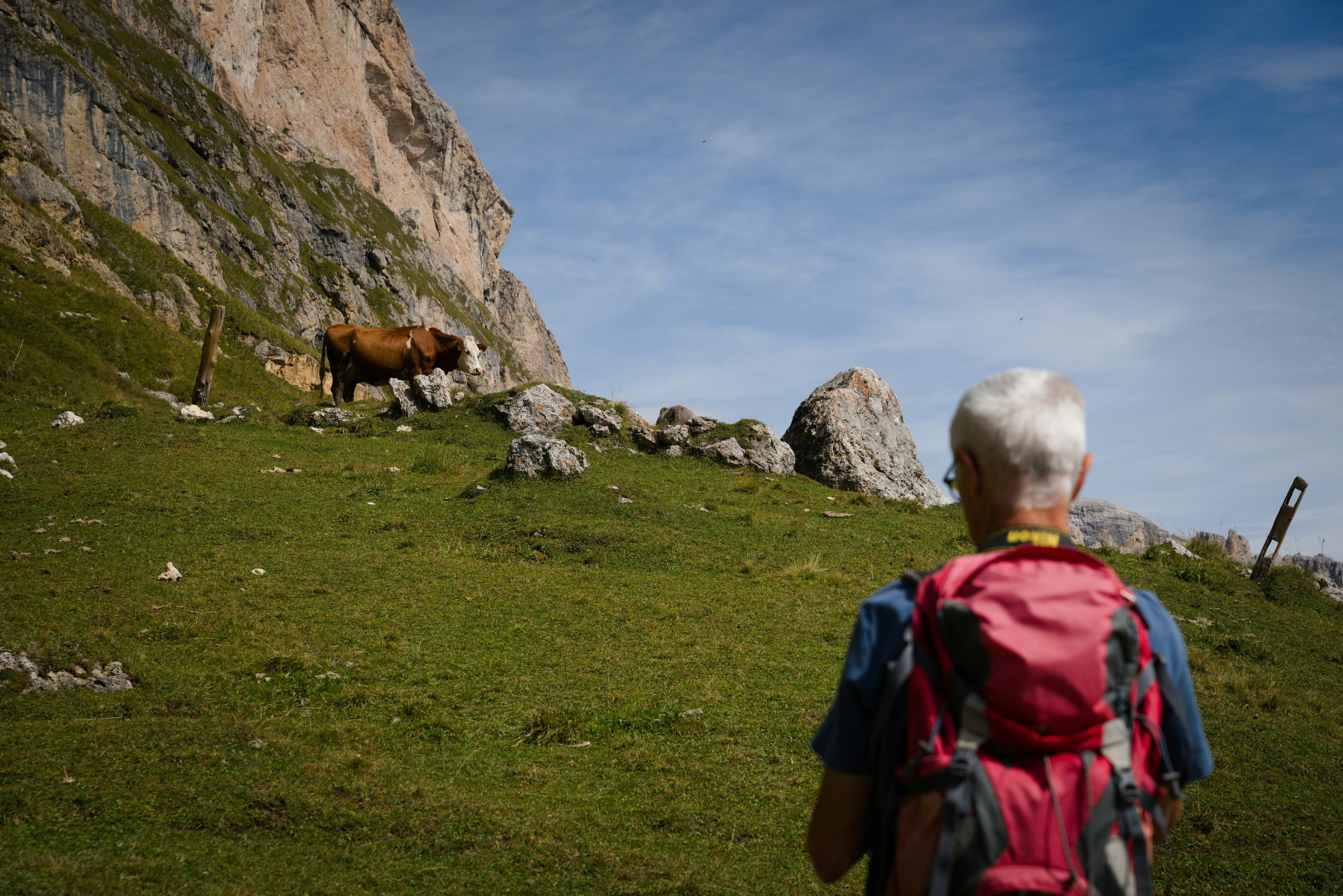 Hiker observes a cow on a grassy mountain slope.