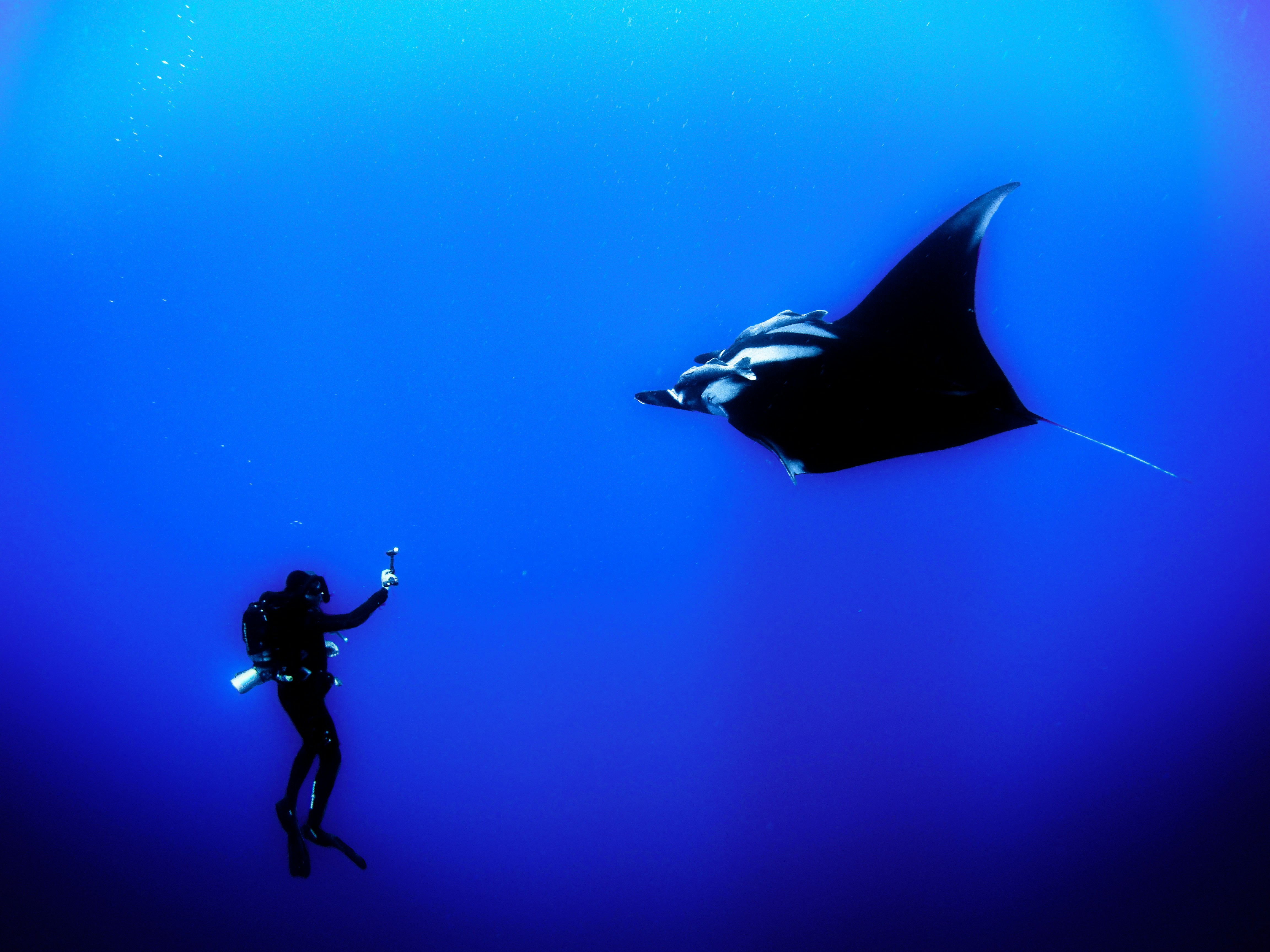 man and sting ray